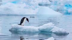 Un pingüino en la Antártida