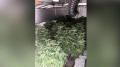 Police seize cannabis crop from village property