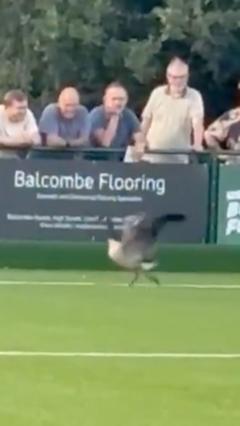 Goose on the loose disrupts football match