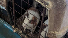 Couple banned from owning pets after 114 guinea pigs and 31 cats found in filthy home