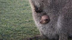 Baby wallaby born at holiday retreat