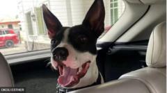Roxie 