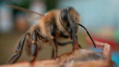 Can a New Superfood Help Save Honeybees?