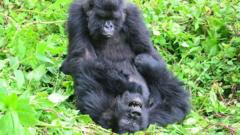 Gorillas seek out old female friends even after years apart