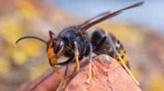 What effect could the Asian hornet have in Northern Ireland?