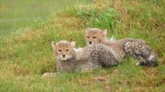 Cheetah cubs make debut at Yorkshire Wildlife Park