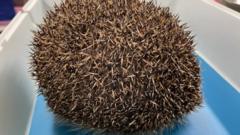 Rescuers deflate hedgehog with 'balloon' syndrome