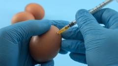 Científico manipula un huevo con una jeringuilla.