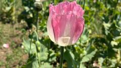 Poppy in Afghanistan