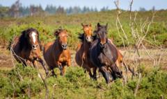 Drivers warned as 'frisky' stallions released