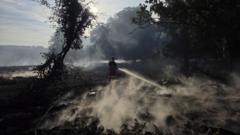 Forest recovery to take 'many years' after wildfire