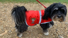 Wildfire prevention scheme appeals for dog walkers
