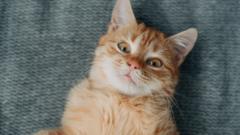 Decades-long mystery of ginger cats revealed