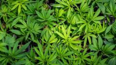 Two arrested after £360,000 cannabis haul uncovered