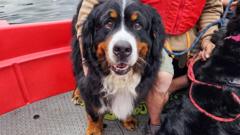 Mountain dogs rescued after getting stuck on rocks