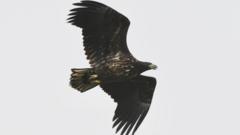 White-tailed eagle spotted 'exploring' coast