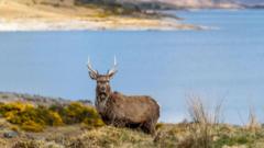Why the battle still rages over land ownership in Scotland