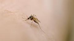 West Nile virus detected in UK mosquitoes for first time