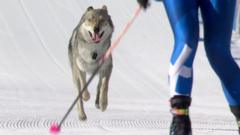 Wolfdog joins ski race and crosses the finish line