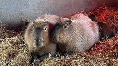 Escaped capybara 'probably living her best life'