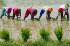 Les 5 cultures les plus gourmandes en eau dans le monde