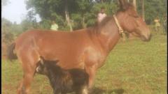 Gaangaa Obbo Biraanuu