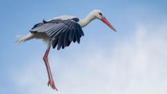 Does London need a delivery of white storks?