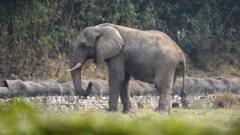 The lonely life - and death - of Delhi's only African elephant