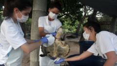 Veterinárias cuidando de tarrtaruga no Ceará