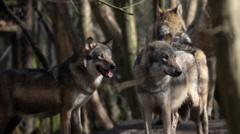 Wolf pack put down after injuries from infighting