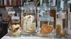 Espécimes do fundo do mar conservadas dentro de recipientes de vidro transparente