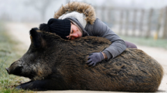 Joy as French wild boar facing death given reprieve