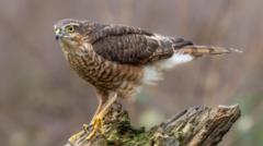 Sparrowhawk caught in illegal trap found in 'unnecessary pain'