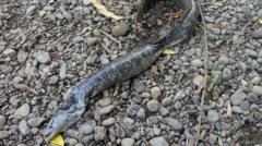 Man shocked as eel 'falls from sky'