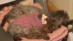 Dog charity issues appeal after 34 poodles seized