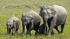 Stock photo of elephants in Assam, India