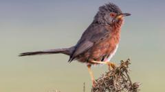 Record numbers of Dartford warblers at nature site