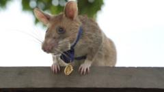 Magawa the landmine-detecting rat, wearing his specially-sized PDSA Gold Medal