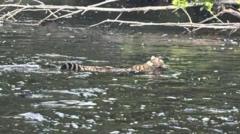 'First recorded' sighting of a Scottish wildcat swimming