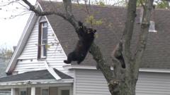 Watch: Black bear caught in net after falling from tree