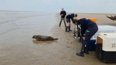 Seal pups released back into sea after treatment