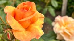 Climate change seeing roses bloom earlier than ever