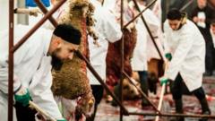 File pic of halal slaughter of sheep in Belgium