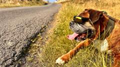 Heatwave conditions officially met in Northern Ireland