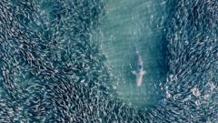 The stunning drone footage teaching us about sharks