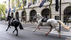 Most Army horses to return to duty 'in due course'