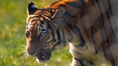 Amur tiger Ginger Biscuit settles into new home