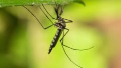 Mosquitoes found in Iceland for first time after record heat