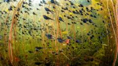 Tadpoles steal show in wildlife photography contest