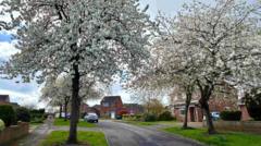 Your pictures: Spring flowers beautiful in the sun